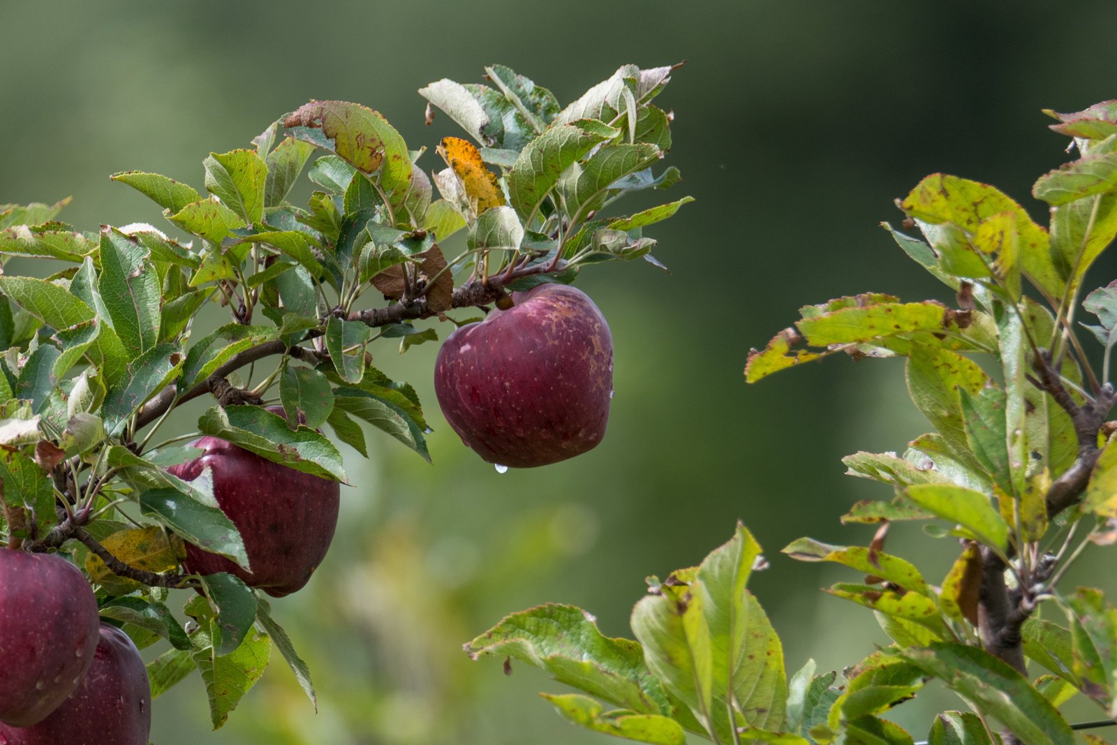 Fresh Apples