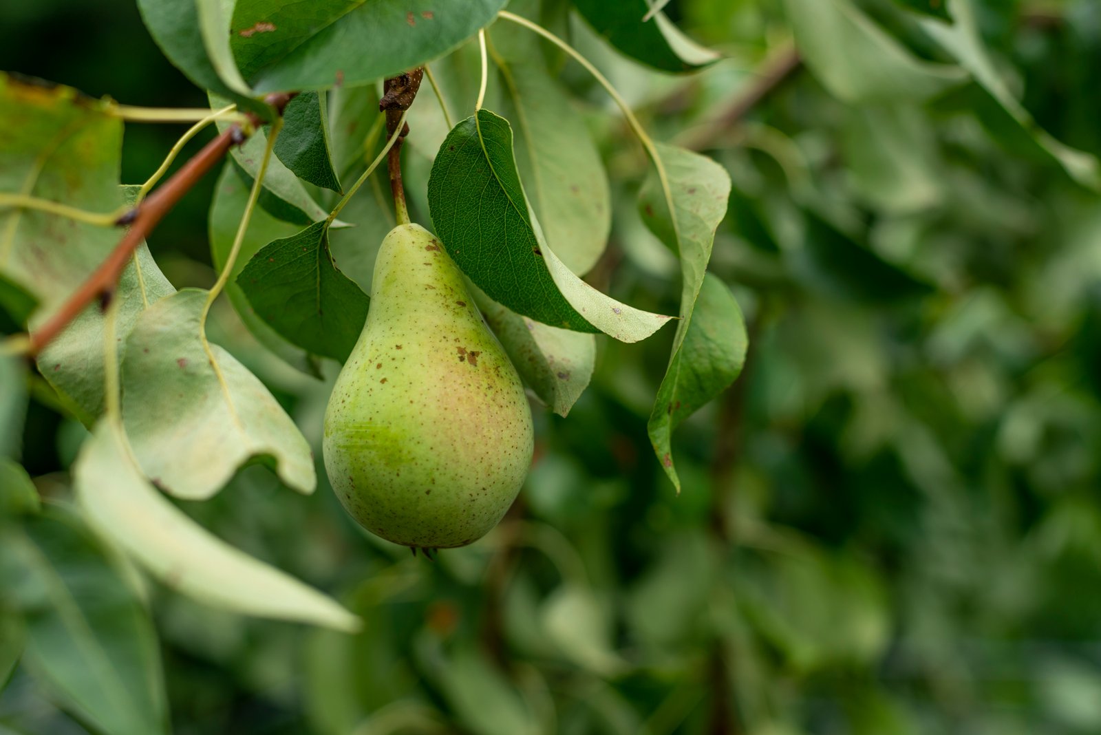 Fresh Pears